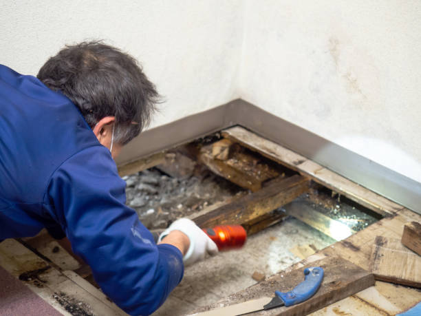 Best Professional Mold Removal  in Port St Joe, FL