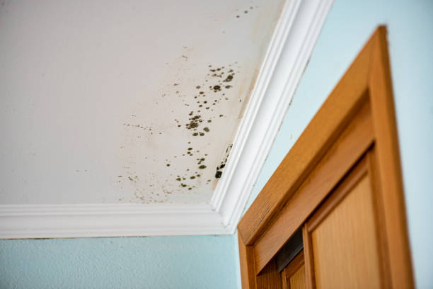 Best Mold Damage Repair  in Port St Joe, FL