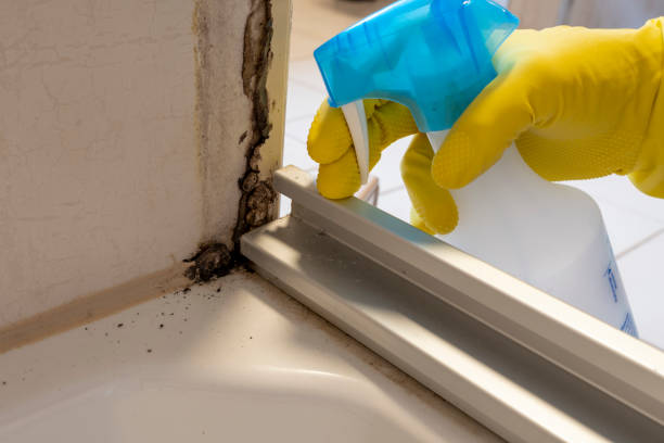 Best Commercial Mold Removal  in Port St Joe, FL