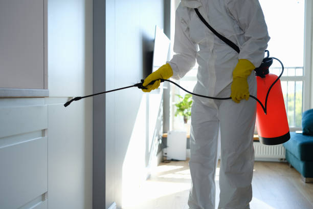 Best Toxic Mold Removal  in Port St Joe, FL
